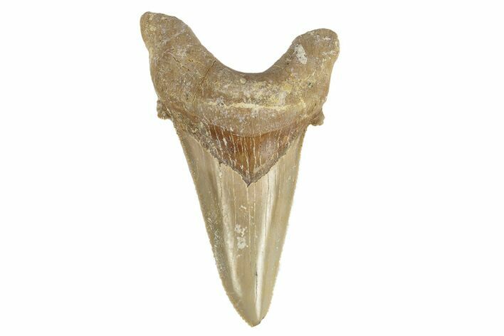 Serrated Sokolovi (Auriculatus) Shark Tooth - Dakhla, Morocco #249416